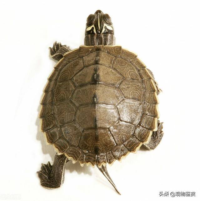 长寿龟在家里怎么养（养乌龟有哪些注意事项？）
