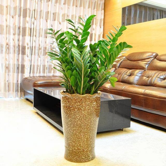 适合客厅养的大型植物有哪些（家里养这几种树，好兆头！）