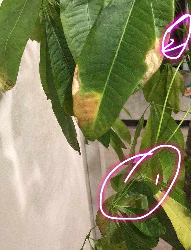 发财树如何浇水（浇水烂根的发财树还能救吗，教你3个发根技巧）
