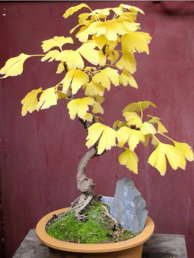最旺运的风水树（家里养这5种树，好看又好闻，好看又大气！）