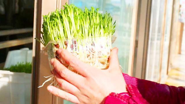 新发明致富小机器（“豆芽大王”发明豆芽机，1台机器日产4万斤）