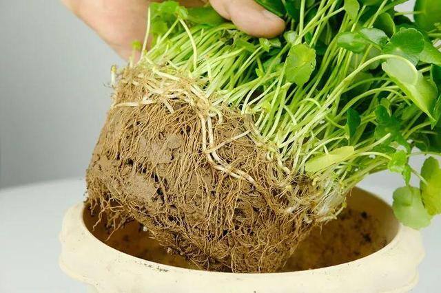 种花赚钱的软件（家里养芦荟，养成这样，一盆变多盆！）