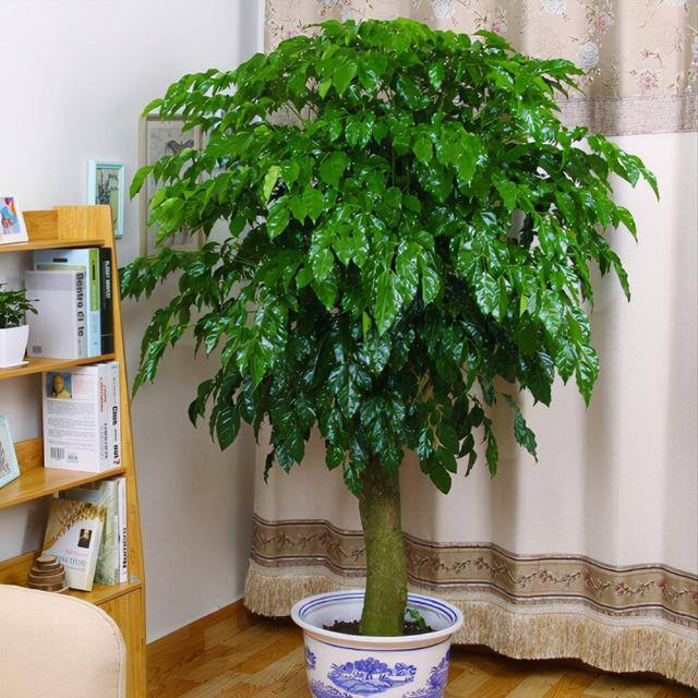 发财树放在客厅什么位置好（客厅养这几种植物，寓意着财运亨通，财运亨通）