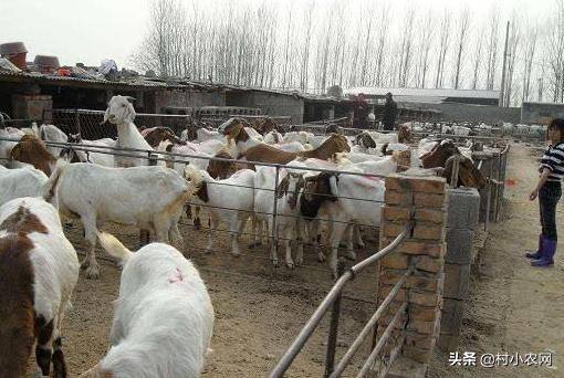搞养殖业养什么能挣钱（2021年在农村创业，养殖什么投资小、赚钱多？）