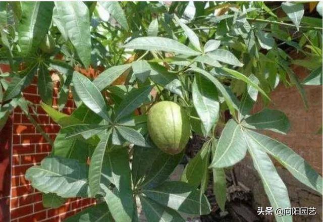 发财树会开花吗（发财树能结果子，种子泡在水中，泡上24小时，成活率百分百）