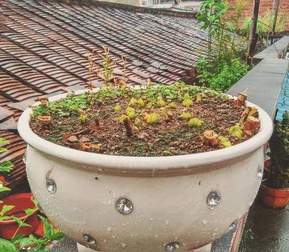种花赚钱的软件（家里养芦荟，养成这样，一盆变多盆！）