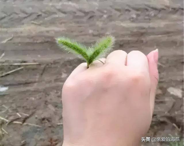 拿回家做手工活（农村孩子的童年玩具，你还记得多少）