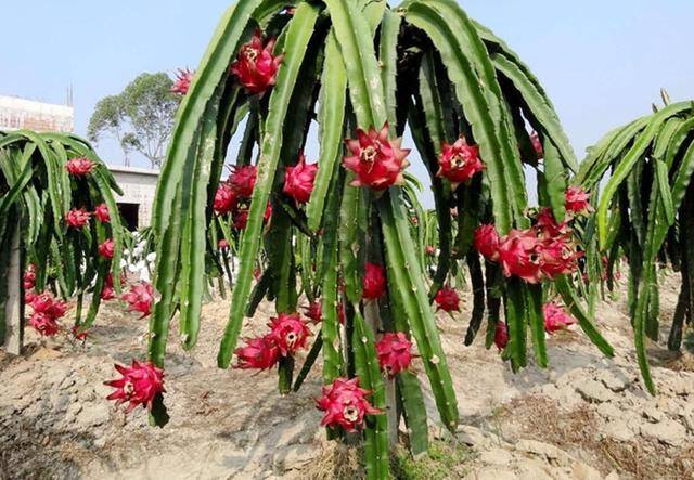 现在种植什么农作物最赚钱（亩收入过万的种植项目都有哪些？）