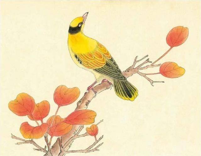 画鸟的步骤简单又好看（黄鹂鸟工笔画技法分享）