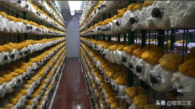 金耳菌种植挣钱吗（“金耳”与其它颜色的木耳有什么区别吗？）