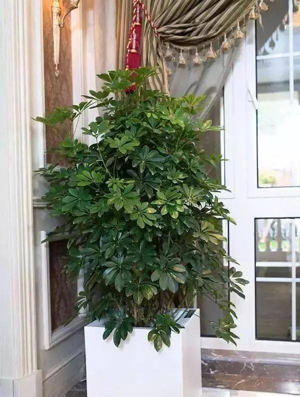 发财树放在客厅什么位置好（客厅养这几种植物，寓意着财运亨通，财运亨通）