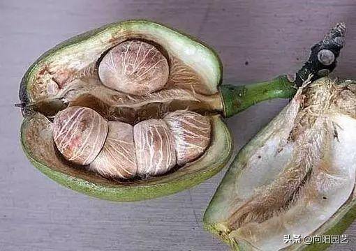 发财树会开花吗（发财树能结果子，种子泡在水中，泡上24小时，成活率百分百）