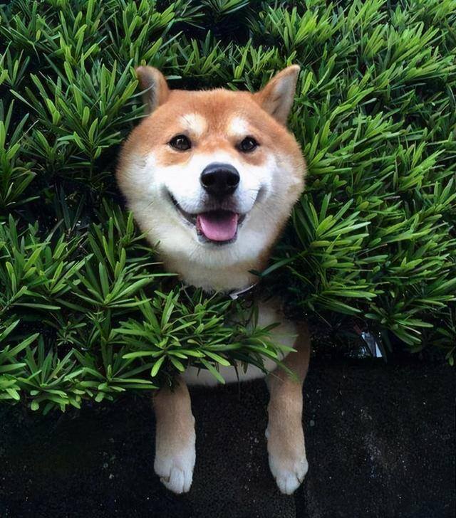 新手适合养什么狗（最好养的6种宠物犬，给它们吃的就能养活，很适合新手饲养！）