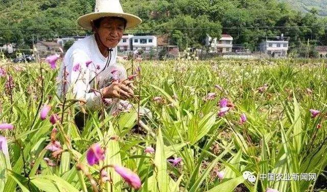 种植什么药材最赚钱（农民种植什么中药材比较好）