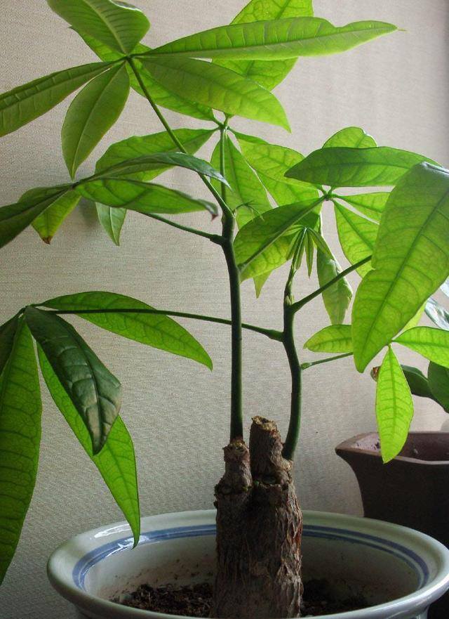 发财树三大忌讳（家里的这三个地方，最好不要放，不然小心你的发财树变成“光杆”）