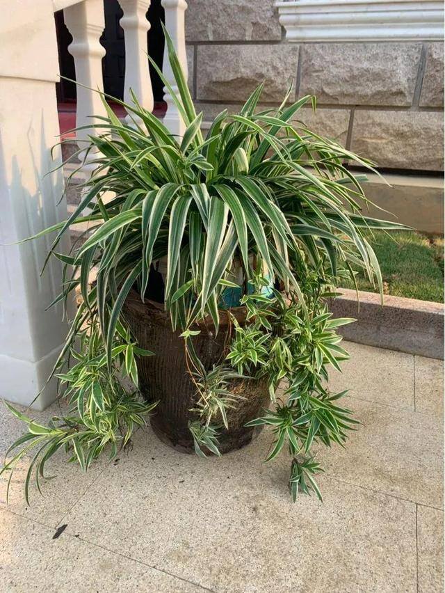 种花赚钱的软件（家里养芦荟，养成这样，一盆变多盆！）