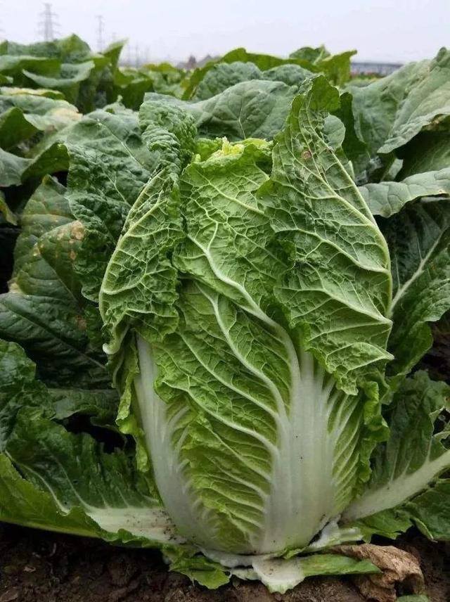 自己在家怎么种白菜（白菜包心不实怎么办？老菜农用了几十年的经验，分享3个小妙招）
