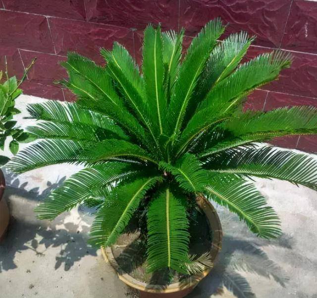 最旺运的风水树（家里养这5种树，好看又好闻，好看又大气！）