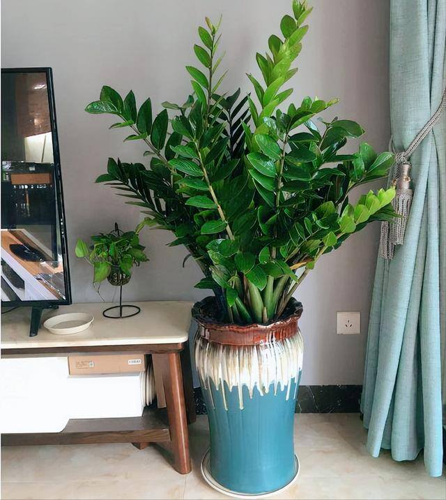 适合客厅养的大型植物有哪些（家里养这几种树，好兆头！）