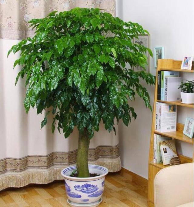 适合客厅养的大型植物有哪些（家里养这几种树，好兆头！）