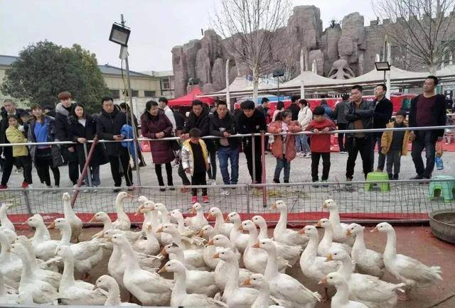 一万块钱能做什么生意（套圈项目也是暴利行业）