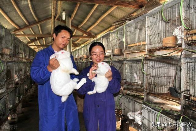 兔子养殖的利润怎么样（养兔想赚钱，选择好品种是成功的一半）