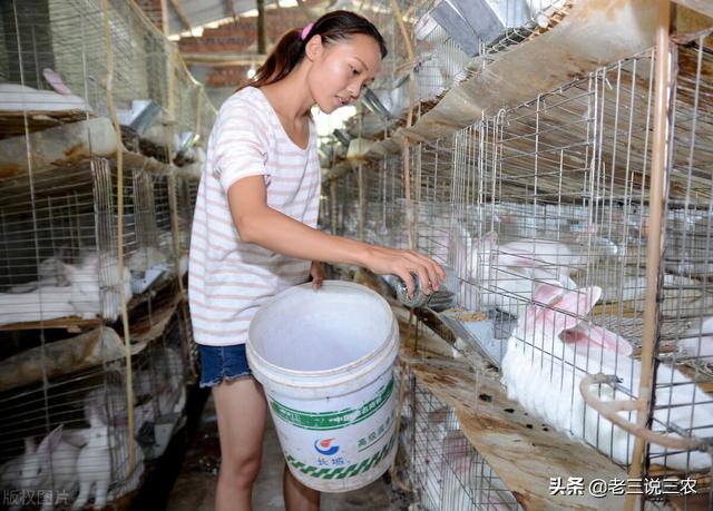 兔子养殖利润（肉用幼兔饲料配比方法）