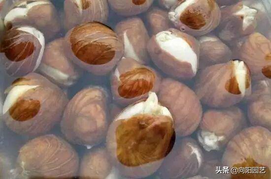 发财树会开花吗（发财树能结果子，种子泡在水中，泡上24小时，成活率百分百）