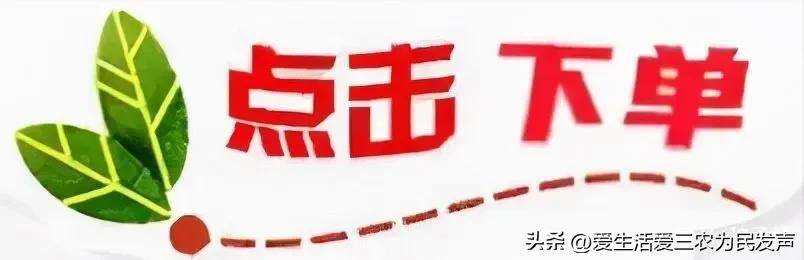 种植什么药材周期短还赚钱（农村种植紫色大白菜赚钱吗？）