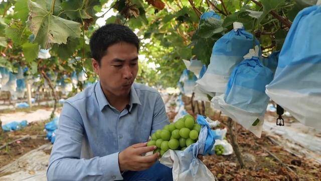 种葡萄一亩地能挣多少钱（农村小伙种葡萄，一年能赚100多万元，他是如何做到的？）