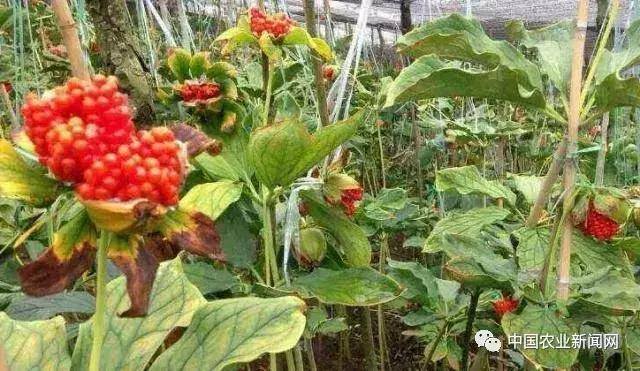 种植什么药材最赚钱（农民种植什么中药材比较好）