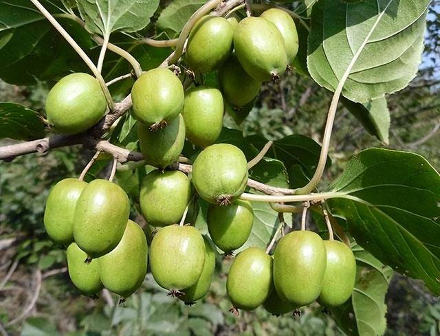 小型室内种植致富（阳台种上这几种水果树，果子多又甜蜜，好吃又好看！）