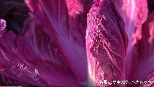 种植什么药材周期短还赚钱（农村种植紫色大白菜赚钱吗？）
