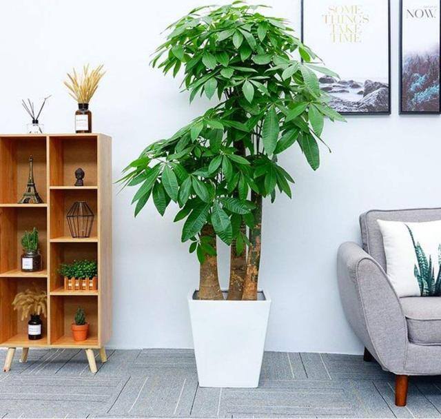 发财树放在客厅什么位置好（客厅养这几种植物，寓意着财运亨通，财运亨通）