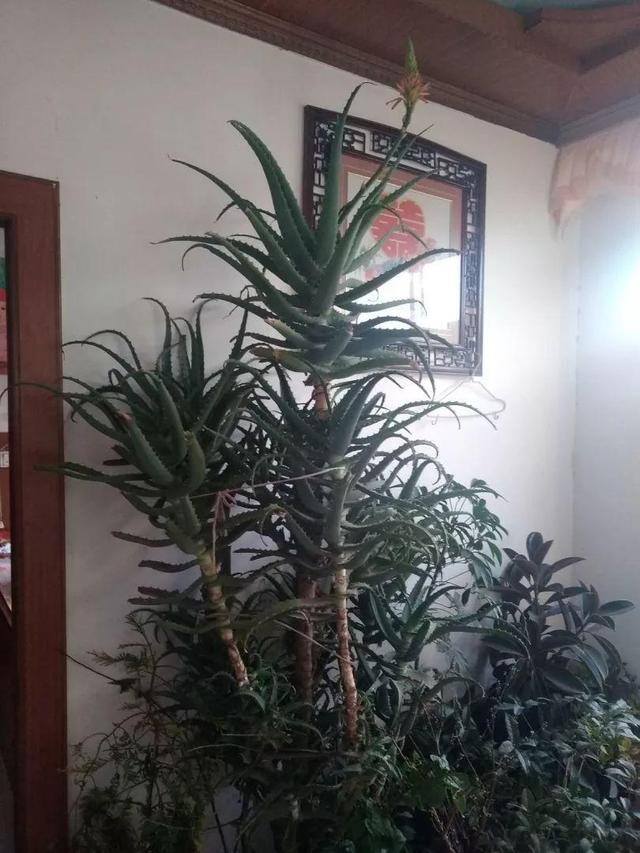 种花赚钱的软件（家里养芦荟，养成这样，一盆变多盆！）