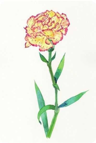 康乃馨怎么画简单又漂亮（康乃馨水彩画法绘画工具）