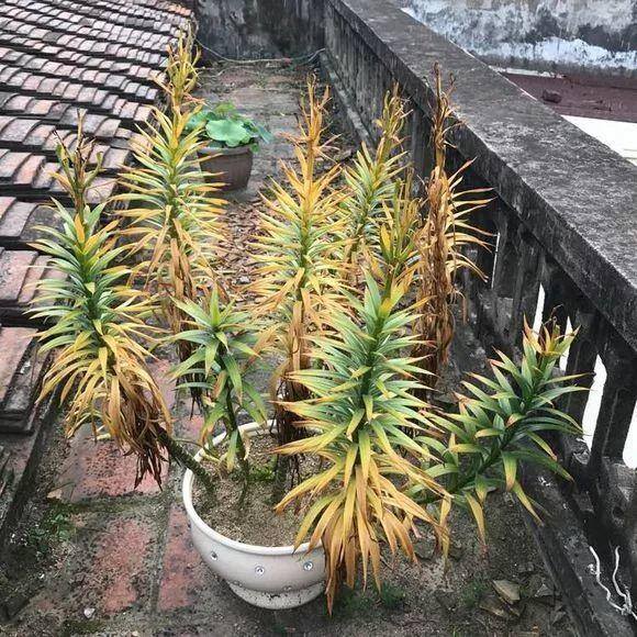 种花赚钱的软件（家里养芦荟，养成这样，一盆变多盆！）