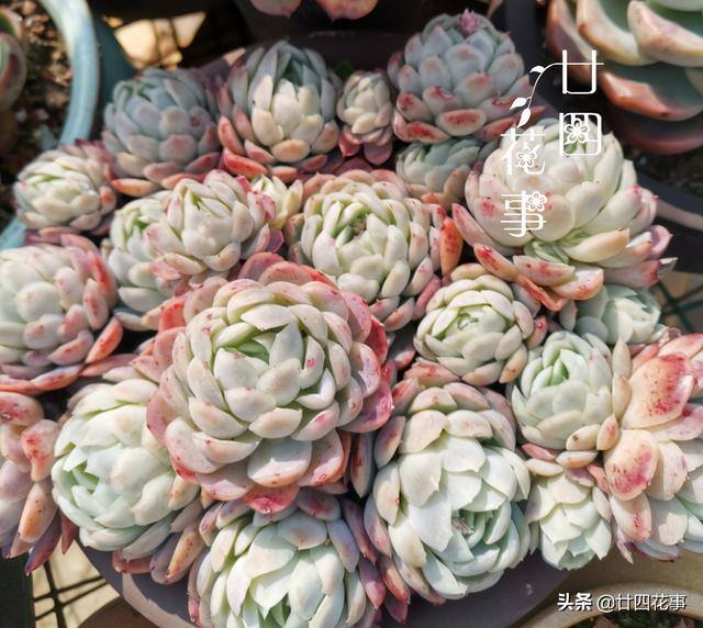 10种公认阳台最好养的多肉（阳台养多肉植物，光照不足，叶片会徒长的5种品种）