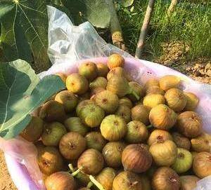 家庭自制无花果干窍门（自制无花果干）