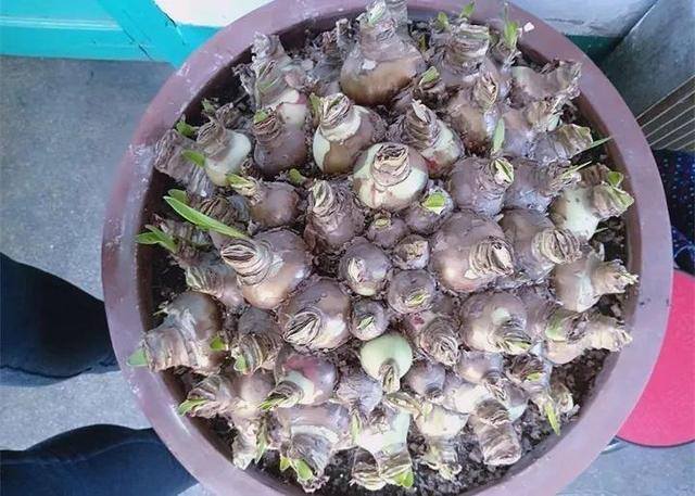 种花赚钱的软件（家里养芦荟，养成这样，一盆变多盆！）