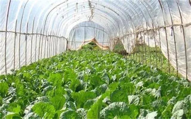 农村土地种植什么最赚钱（农村种植什么作物亩收入过万？）