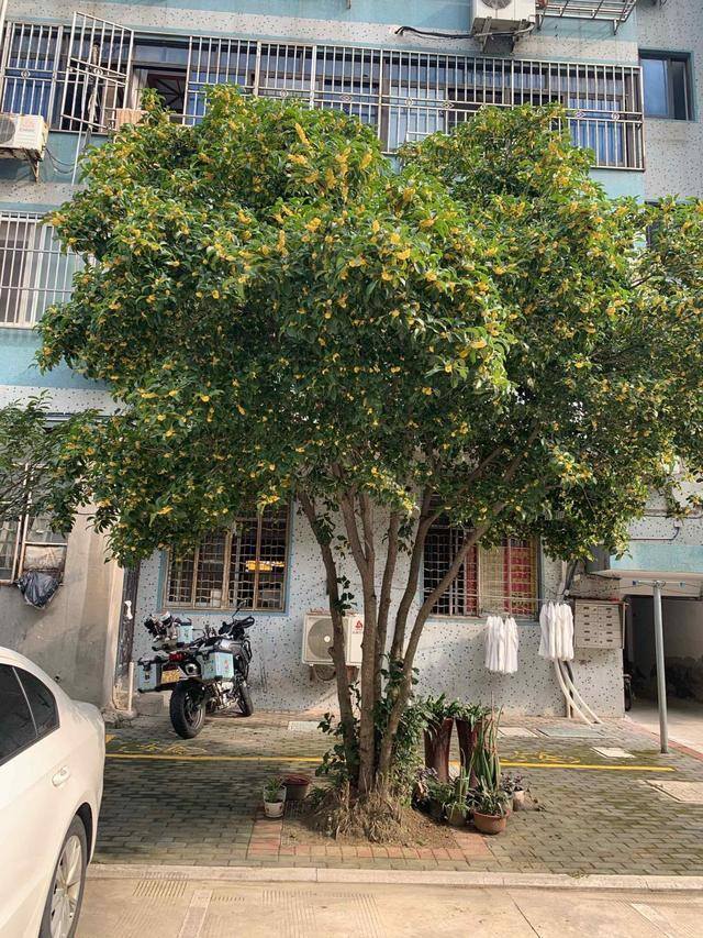 一进门口摆放什么植物旺风水（家里种这7种树，寓意吉祥，富贵又吉祥）