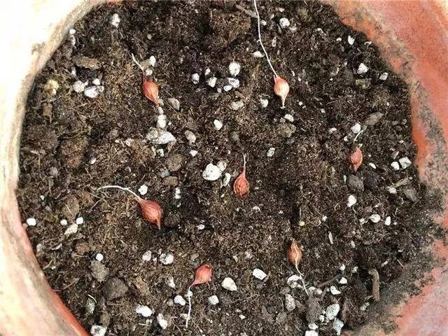 种花赚钱的软件（家里养芦荟，养成这样，一盆变多盆！）