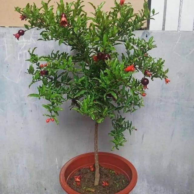 小型室内种植致富（阳台种上这几种水果树，果子多又甜蜜，好吃又好看！）
