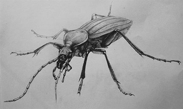 零基础画画（水彩教程｜水彩教程（一））