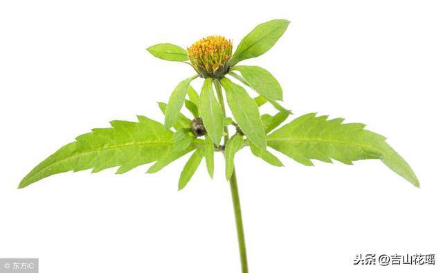 土鳖虫怎么养殖（土鳖虫养殖技术）