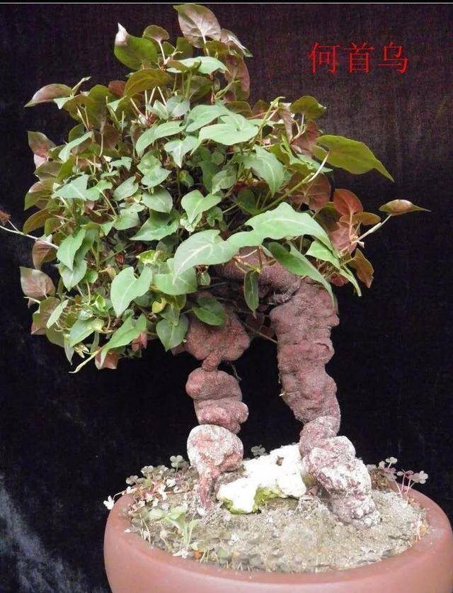 灵芝的栽培养殖方法（这5种花，又好看又能当药材，养一盆身体倍棒！）