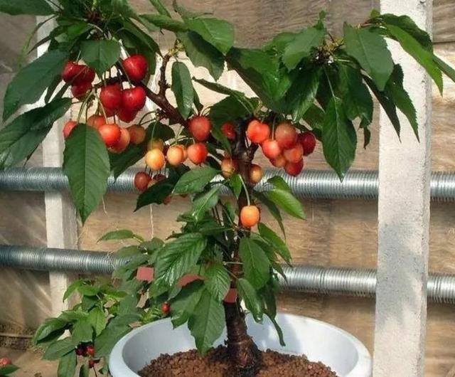 小型室内种植致富（阳台种上这几种水果树，果子多又甜蜜，好吃又好看！）