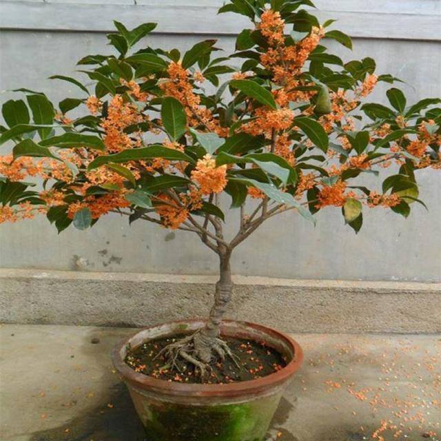 家门口种什么树风水好 农村（葡萄树、桂花树、金桔树、石榴树、桂花树的寓意，你知道吗？）