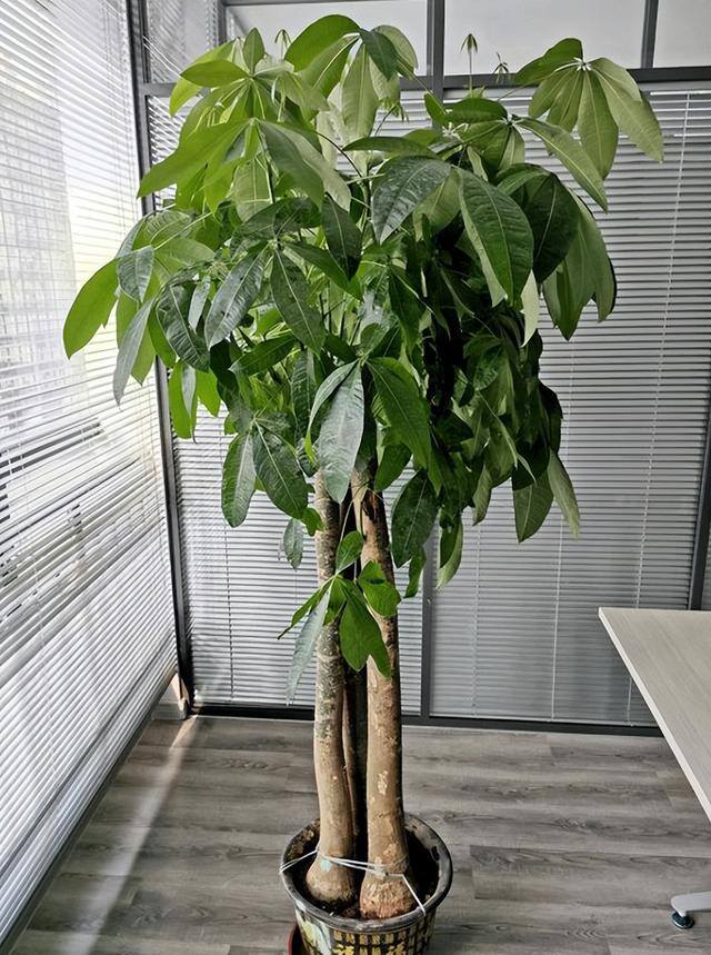 家里阳台种什么植物风水好又旺财（家里养这6种植物，寓意着招财进宝，寓意着财运好）